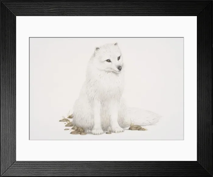 Framed Print : Arctic Fox (alopex lagopus) sitting, front view Framed Print : Arctic Fox (alopex lagopus) sitting, front view