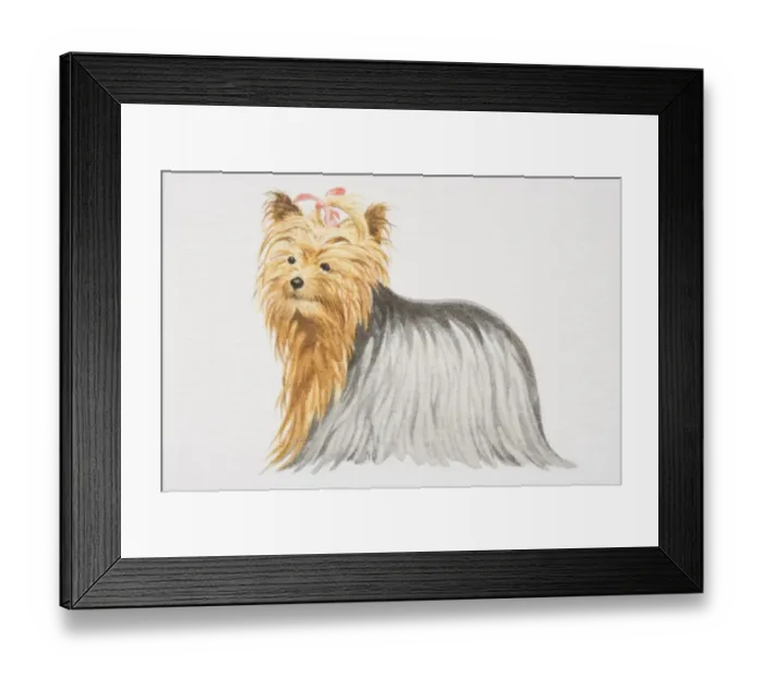 Framed Print : Yorkshire Terrier (canis familiaris) with pink bow in its hair, side view