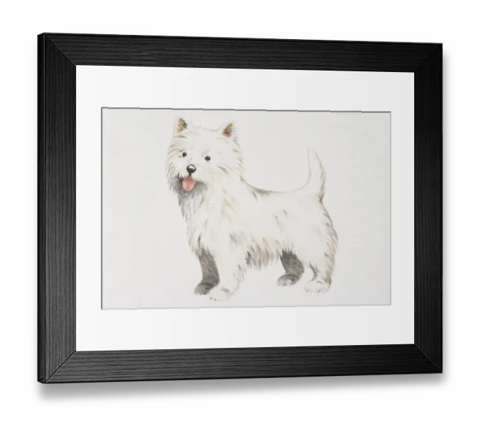 Framed Print : West Highland White Terrier (canis familiaris), side view Framed Print : West Highland White Terrier (canis familiaris), side view