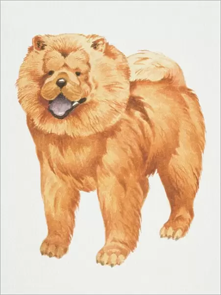 Chow chow, (canis familiaris), front view