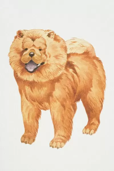 Chow chow, (canis familiaris), front view