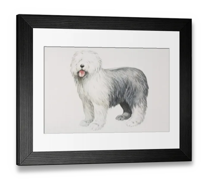 Framed Print : Old English Sheepdog (canis familiaris), side view Framed Print : Old English Sheepdog (canis familiaris), side view