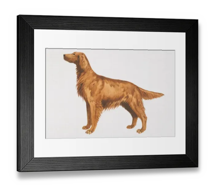 Framed Print : Irish Setter (canis familiaris), side view Framed Print : Irish Setter (canis familiaris), side view