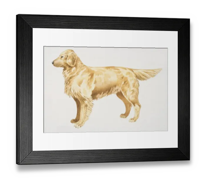 Framed Print : Golden Retriever (canis familiaris), side view Framed Print : Golden Retriever (canis familiaris), side view