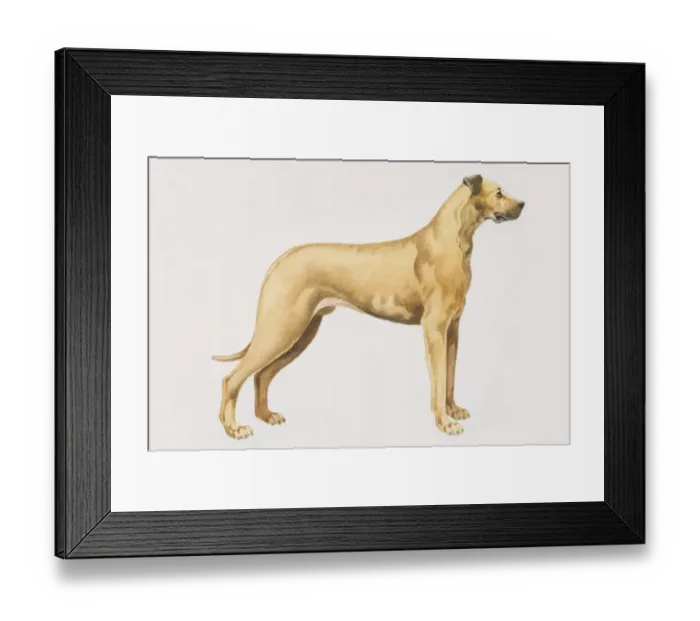 Framed Print : Great Dane (canis familiaris), side view Framed Print : Great Dane (canis familiaris), side view
