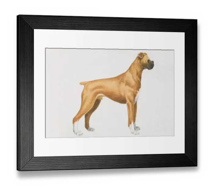Framed Print : Boxer dog (canis familiaris), side view Framed Print : Boxer dog (canis familiaris), side view