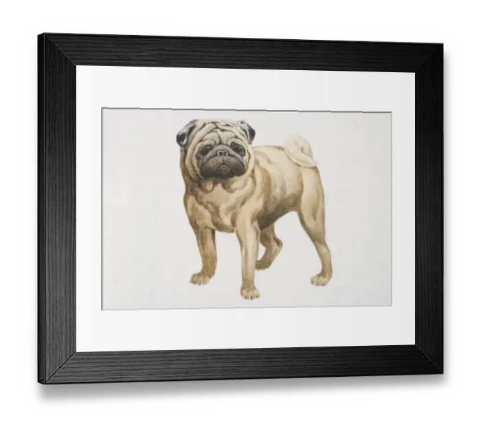 Framed Print : Pug (canis familiaris), front view Framed Print : Pug (canis familiaris), front view