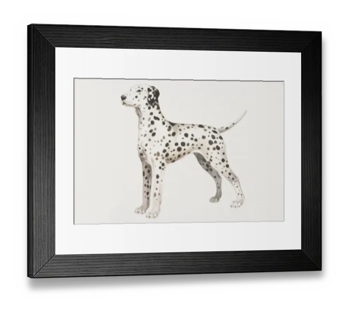 Framed Print : Dalmatian puppy (canis familiaris), side view Framed Print : Dalmatian puppy (canis familiaris), side view