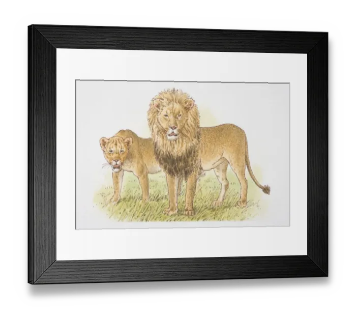 Framed Print : Lion and Lioness (panthera leo), front view Framed Print : Lion and Lioness (panthera leo), front view