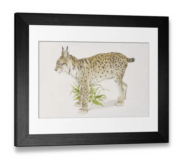 Framed Print : Eurasian Lynx (felis lynx), side view Framed Print : Eurasian Lynx (felis lynx), side view