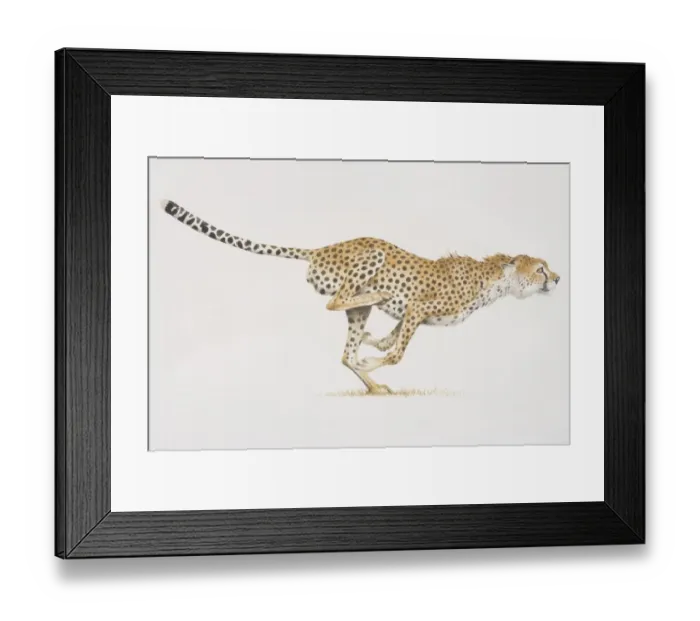 Framed Print : Cheetah (acinonyx jubatus) running, side view