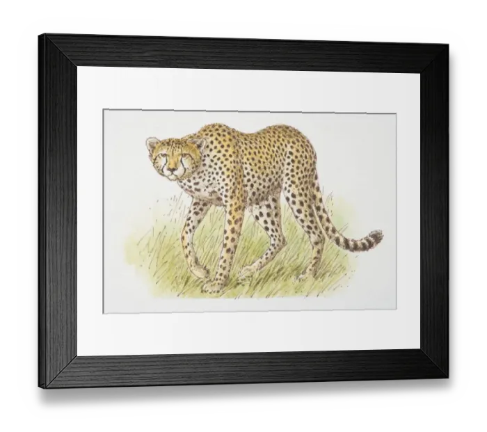 Framed Print : Cheetah (acinonyx jubatus) front view Framed Print : Cheetah (acinonyx jubatus) front view