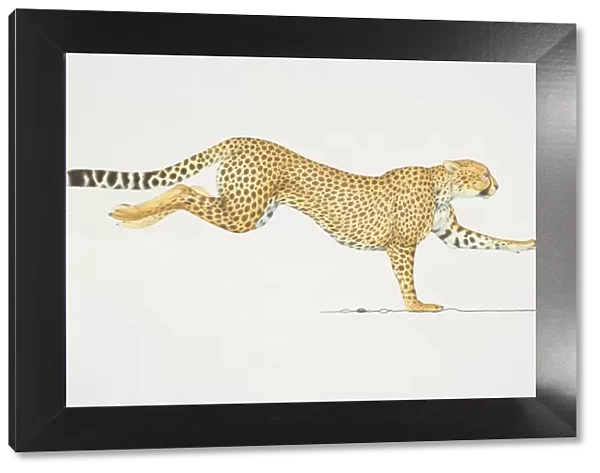 Cheetah (acinonyx jubatus) running, side view