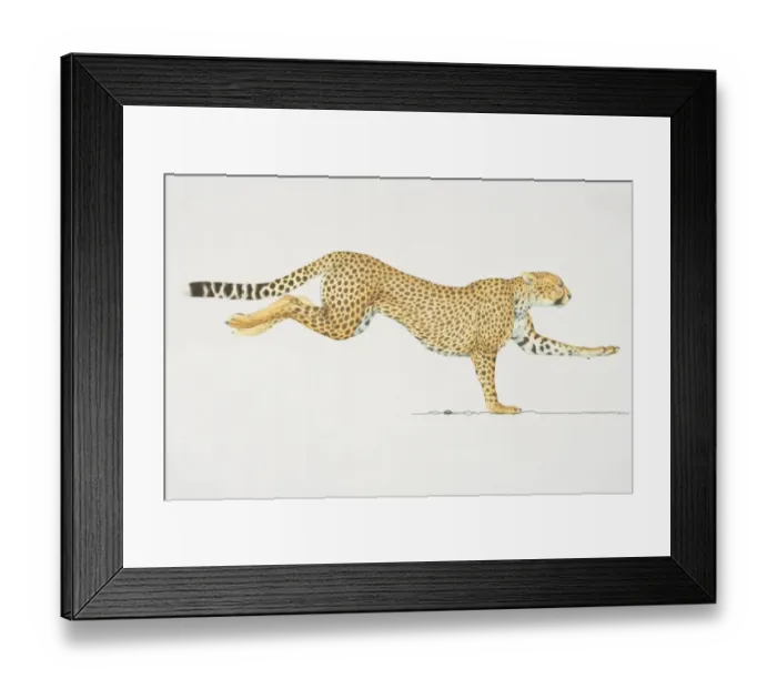 Framed Print : Cheetah (acinonyx jubatus) running, side view Framed Print : Cheetah (acinonyx jubatus) running, side view
