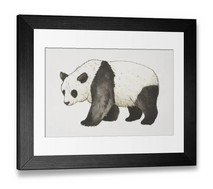 Framed Print : Giant Panda (ailuropoda melanoleuca), side view