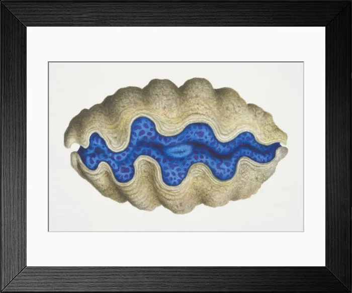 Framed Print : Clam with brown shell and a blue centre, side view Framed Print : Clam with brown shell and a blue centre, side view