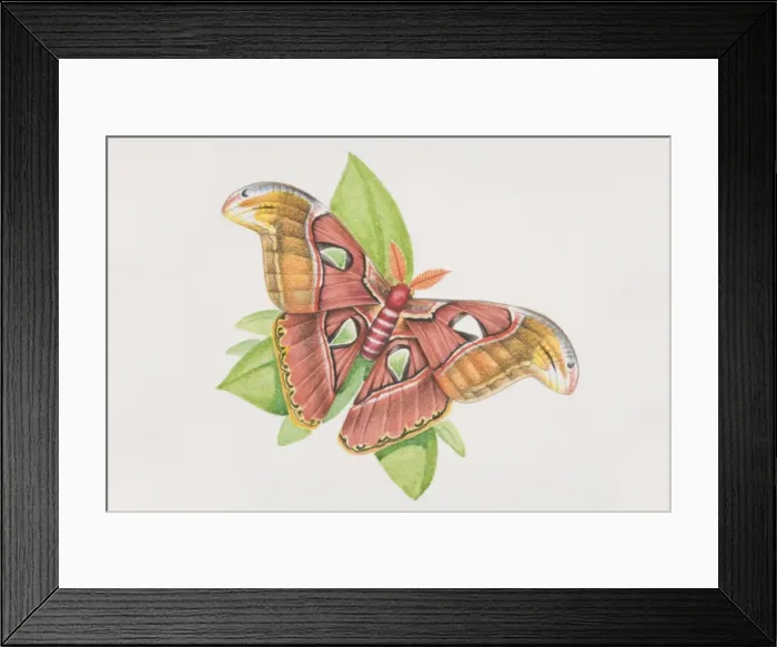 Framed Print : Silkworm Moth (Bombyx mori), perched on a plant leaf, view from above