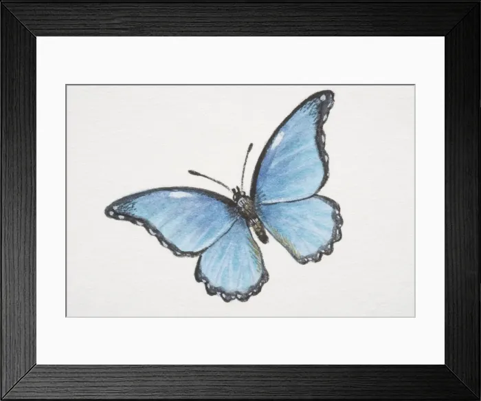 Framed Print : Common Morpho butterfly (morpho peleides) Framed Print : Common Morpho butterfly (morpho peleides)