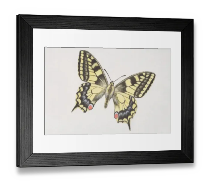Framed Print : Swallowtail butterfly (papilio machaon) Framed Print : Swallowtail butterfly (papilio machaon)