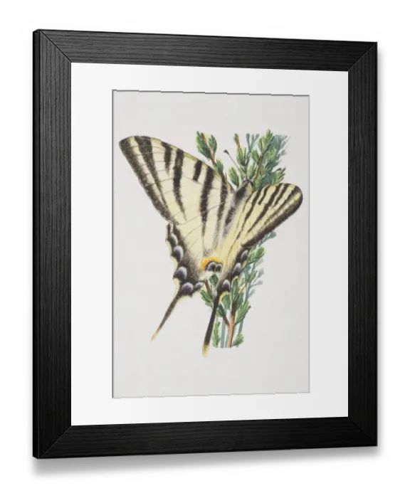 Framed Print : Swallowtail butterfly (papilio machaon), close up Framed Print : Swallowtail butterfly (papilio machaon), close up