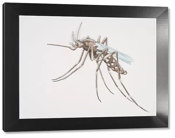 Mosquito (Culicidae), side view
