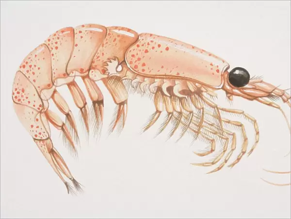Krill (malacostracans), side view