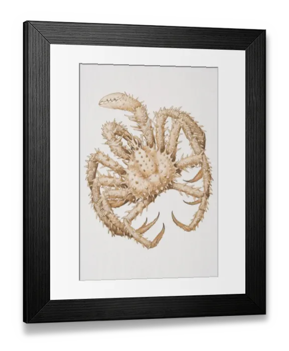 Framed Print : Spiny Spider Crab (malacostracans), view from above