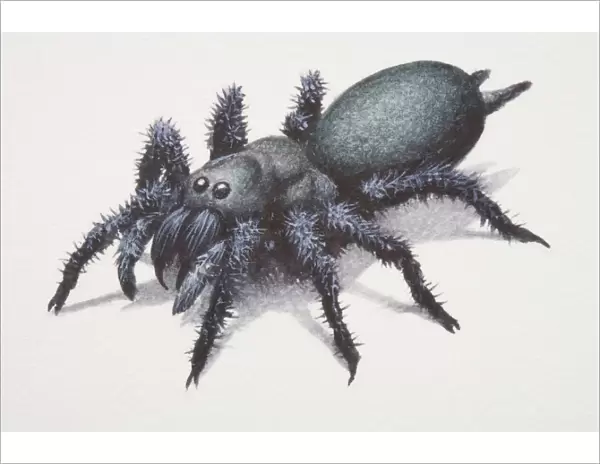 Sydney Funnel-web Spider (atrax robustus)