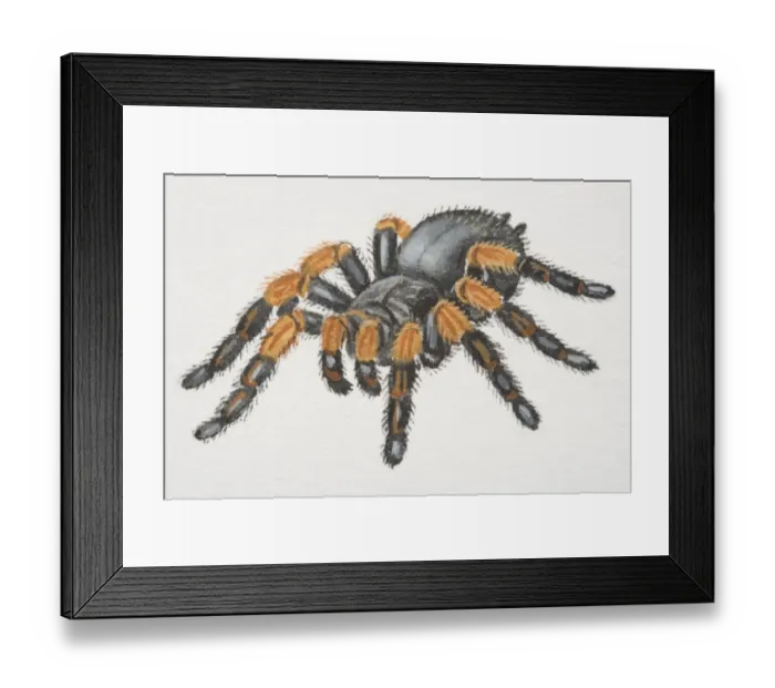 Framed Print : Mexican Red-kneed Tarantula (Brachypelma smithi), bird-eating spider