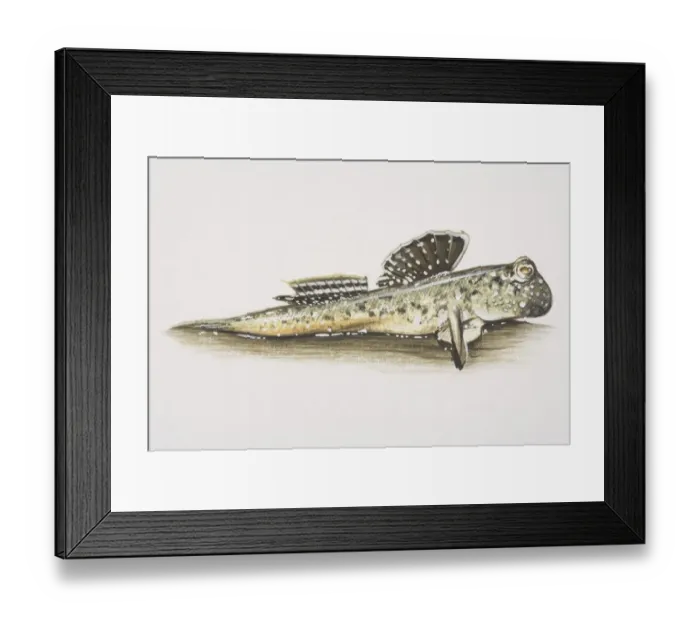 Framed Print : Atlantic Mudskipper (Periophthalmus barbarus), side view Framed Print : Atlantic Mudskipper (Periophthalmus barbarus), side view