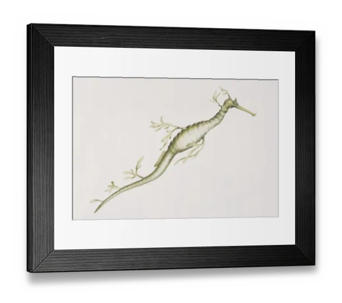 Framed Print : Weedy Seadragon (Phyllopteryx taeniolatus), a long sea weed like dragon