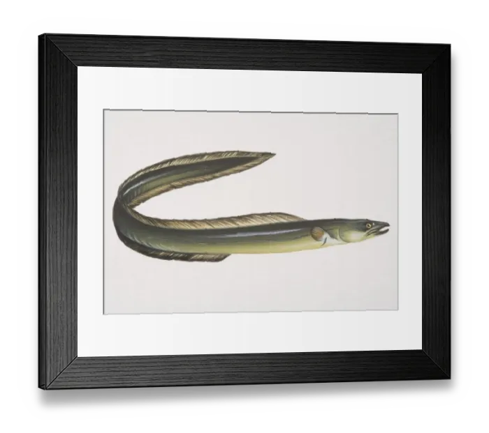 Framed Print : European Eel (Anguilla anguilla), side view Framed Print : European Eel (Anguilla anguilla), side view