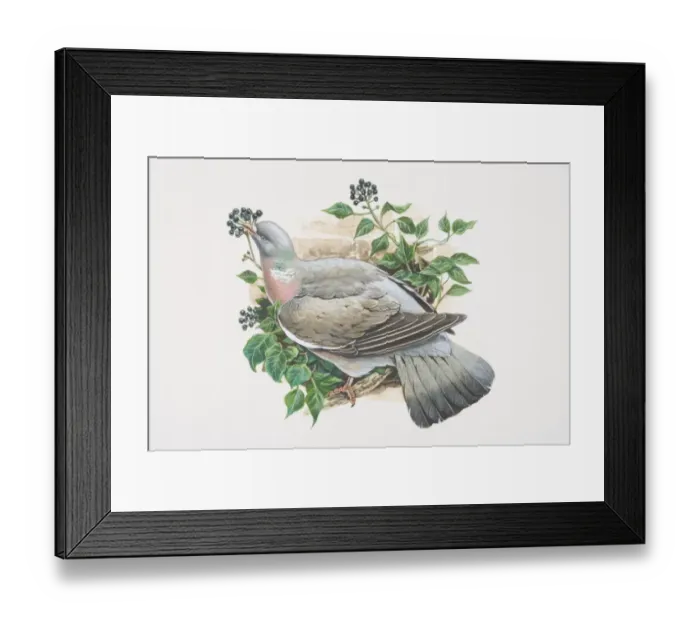 Framed Print : Columba palumbus, Woodpigeon, illustration of grey bird with white neck and white wing patches, perched on branch eating berries