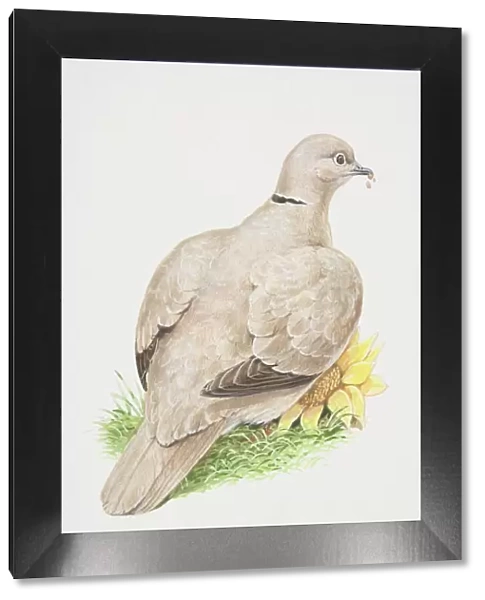 Eurasian Collared Dove (Streptopelia decaocto), illustration of pigeon like bird, buffy-pink plumage and black neck collar, back view