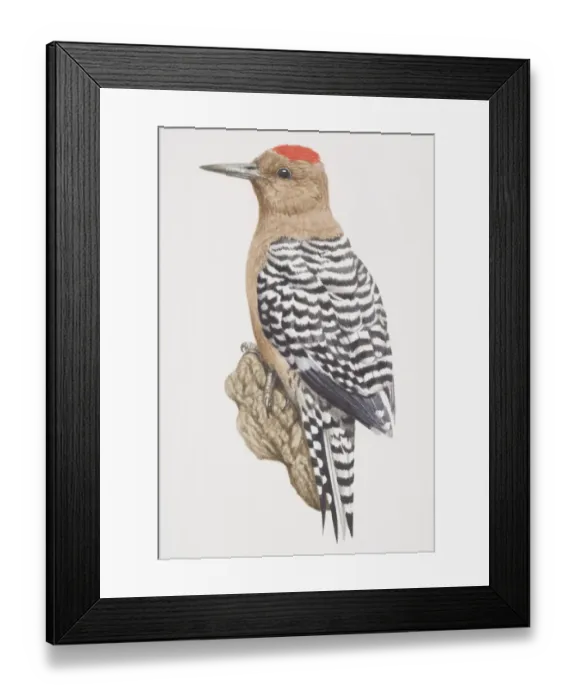Framed Print : Red-bellied Woodpecker (Melanerpes carolinus), black and white striped bird with a reddish brown belly and a red monk-like patch on its head Framed Print : Red-bellied Woodpecker (Melanerpes carolinus), black and white striped bird with a reddish brown belly and a red monk-like patch on its head