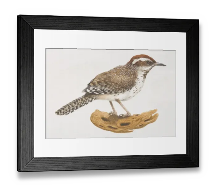 Framed Print : Cactus Wren (Campylorhynchus brunneicapillus) on a log