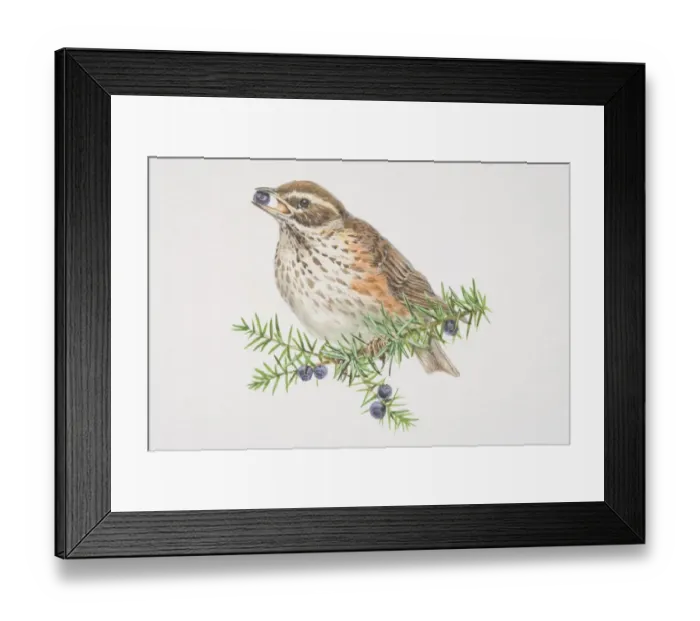 Framed Print : Redwing, Turdus iliacus, illustration of bird sitting on spruce tree branch