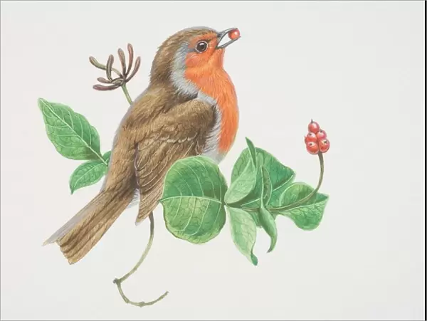 European Robin (Erithacus rubecula), illustration of bird with bright red breast, blue stripe to side and brown feathers on back and tail