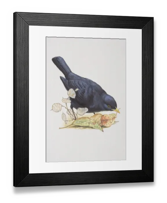 Framed Print : Blackbird (Turdus merula), illustration of bird with black feathers, standing amongst fallen leaves Framed Print : Blackbird (Turdus merula), illustration of bird with black feathers, standing amongst fallen leaves