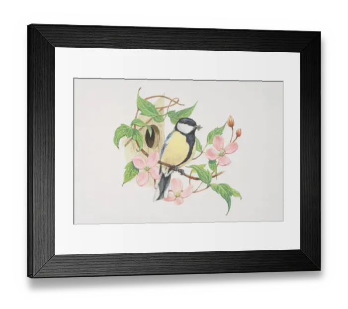 Framed Print : Great Tit (Parus major), illustration of green and yellow bird with a striking glossy black head with white cheeks Framed Print : Great Tit (Parus major), illustration of green and yellow bird with a striking glossy black head with white cheeks