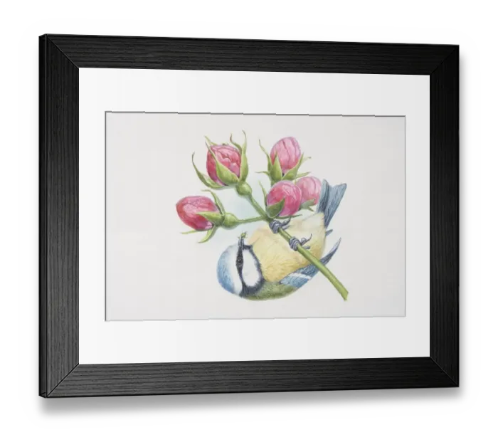 Framed Print : Blue Tit (Parus caeruleus), illustration of bird with colourful mix of blue, yellow, white and green Framed Print : Blue Tit (Parus caeruleus), illustration of bird with colourful mix of blue, yellow, white and green