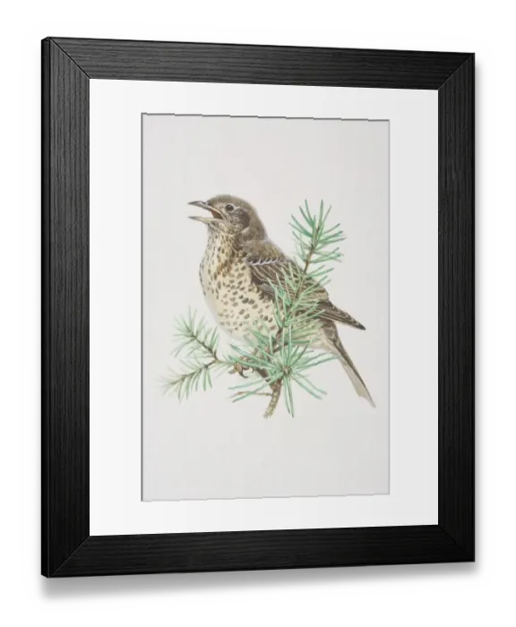 Framed Print : Mistle Thrush (Turdus viscivorus), illustration of pale, black-spotted bird, standing boldly upright, long wings and tail has whitish edges, perched high Framed Print : Mistle Thrush (Turdus viscivorus), illustration of pale, black-spotted bird, standing boldly upright, long wings and tail has whitish edges, perched high
