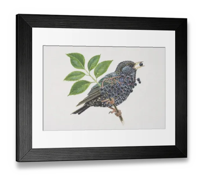 Framed Print : Common Starling (Sturnus vulgaris), illustration of black bird with speckles perched on branch eating berries Framed Print : Common Starling (Sturnus vulgaris), illustration of black bird with speckles perched on branch eating berries