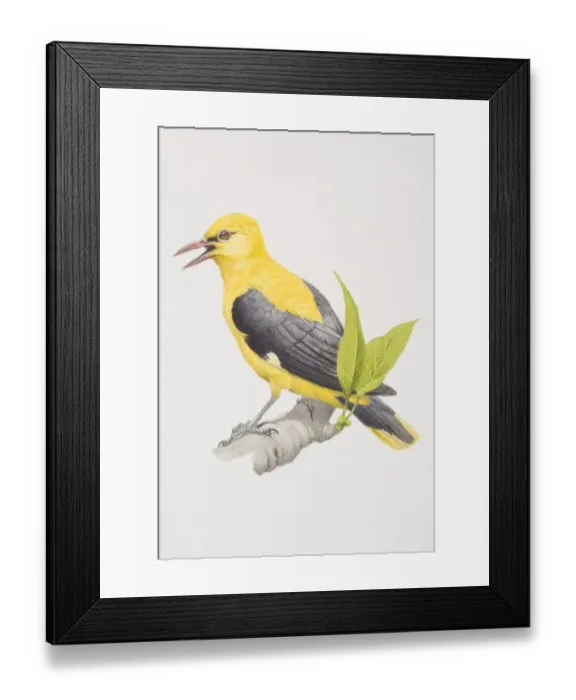 Framed Print : Golden Oriole (Oriolus oriolus), yellow and black bird on a branch Framed Print : Golden Oriole (Oriolus oriolus), yellow and black bird on a branch
