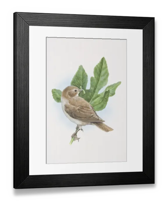 Framed Print : Garden Warbler, Sylvia borin, illustration of bird sitting on oak brach with grub in beak Framed Print : Garden Warbler, Sylvia borin, illustration of bird sitting on oak brach with grub in beak