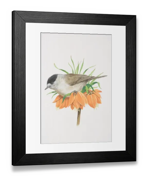 Framed Print : Blackcap (Sylvia atricapilla), illustration of greyish warbler, the male has a black cap, perched on orange flower Framed Print : Blackcap (Sylvia atricapilla), illustration of greyish warbler, the male has a black cap, perched on orange flower