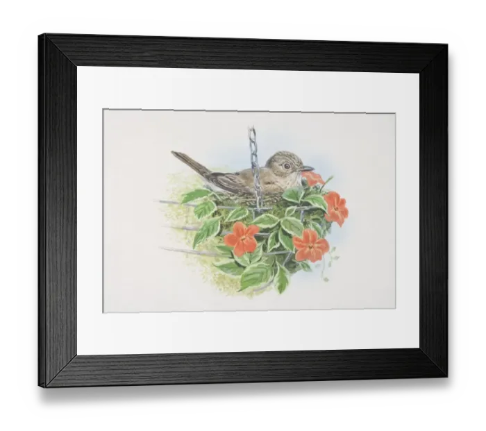 Framed Print : Muscicapa striata, Spotted Flycatcher, illustration of grey-brown in colour with an off-white breast, streaked with darker grey and a streaked forehead, sitting in basket of flowers Framed Print : Muscicapa striata, Spotted Flycatcher, illustration of grey-brown in colour with an off-white breast, streaked with darker grey and a streaked forehead, sitting in basket of flowers