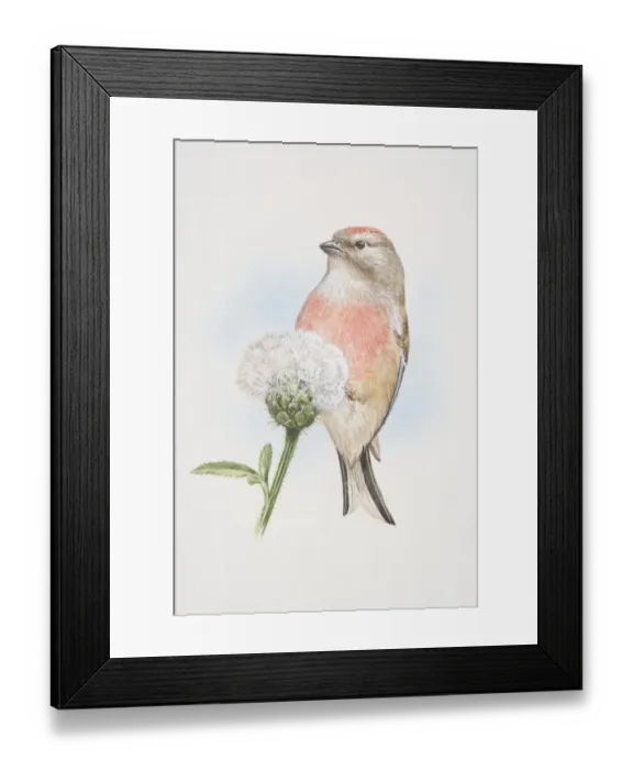 Framed Print : Linnet (Carduelis cannabina), illustration of small, slim finch, attractively marked with crimson foreheads and breasts, perched on seeded dandelion