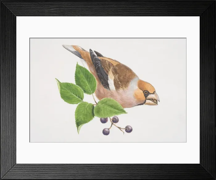 Framed Print : Hawfinch, Coccothraustes coccothraustes, illustration of colourful bird perched on branch Framed Print : Hawfinch, Coccothraustes coccothraustes, illustration of colourful bird perched on branch