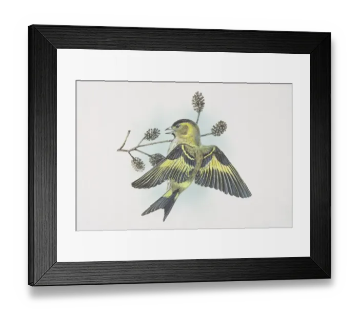 Framed Print : Eurasian Siskin, Carduelis spinus, small, lively finch, distinctly forked tail and long narrow bill, streaky yellow-green body and black crown and bib, yellow patches in the wings and tail Framed Print : Eurasian Siskin, Carduelis spinus, small, lively finch, distinctly forked tail and long narrow bill, streaky yellow-green body and black crown and bib, yellow patches in the wings and tail